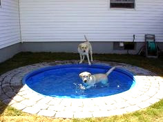 Oca Loca - La piscina para perros está hecha de material